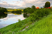 Farm buildings and flowering Phlox on the banks of the Connecticut River in Newbury, Vermont, USA. June 2007