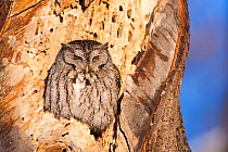 Eastern screech owl (Megascops asio) grey phase, perched, sunning, on rotten tree trunk, Odiorne Point State Park, Rye, New Hampshire, USA, January