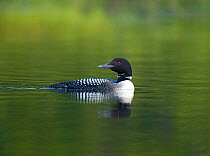 Common loon / Great northern diver (Gavia immer) on water, East Inlet, Pittsburg, New Hampshire, USA. Connecticut River Headwaters region. July