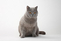 British Shorthair Cat, tomcat, blue, sitting