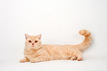 British Shorthair Cat, tomcat, cream, lying down