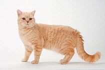 British Shorthair Cat, tomcat, cream