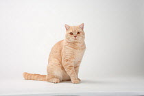 British Shorthair Cat, tomcat, cream, sitting