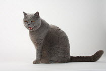 British Shorthair Cat, tomcat, blue, sitting, calling