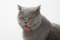 British Shorthair Cat, tomcat, blue, calling