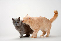 British Shorthair Cats, pair, blue and cream colours