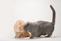 British Shorthair Cats, pair, blue and cream, rubbing against each other