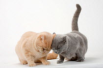 British Shorthair Cats, pair, blue and cream, rubbing each other