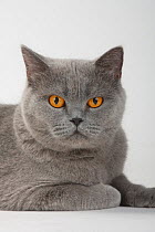 British Shorthair Cat, blue, portrait