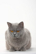British Shorthair Cat, blue