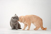 British Shorthair Cats, pair, blue and cream, rubbing against each other