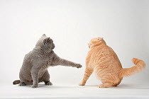 British Shorthair Cats, pair, blue and cream, one lashing out at the other