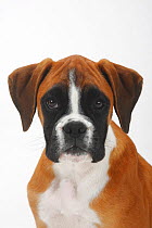 German Boxer, puppy, 3 months, portrait