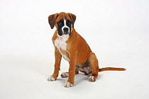 German Boxer, puppy, 3 months, sitting