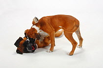 German Boxer playing with puppy, 3 months
