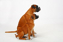 German Boxer with puppy, 3 months, sitting