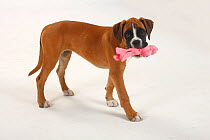 German Boxer, puppy, 3 months, carrying pink toy