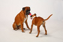 German Boxer with puppy, 3 months, playing tug-of-war