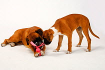 German Boxer with puppy, 3 months, with toy