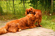 Two Cavalier King Charles Spaniels, ruby, one sniffing the other's bottom