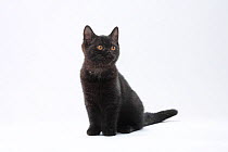 British Shorthair Cat, kitten, 11 weeks, black