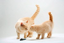 British Shorthair Cat with kitten, 11 weeks, cream