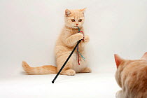 British Shorthair Cat, kitten, 11 weeks, cream, playing with toy