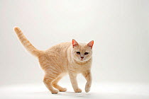 British Shorthair Cat, cream