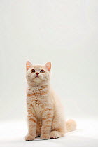 British Shorthair Cat, kitten, 11 weeks, cream, sitting, looking up