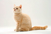 British Shorthair Cat, kitten, 11 weeks, cream, sitting
