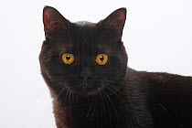 British Shorthair Cat, tomcat, black, portrait