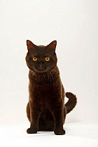 British Shorthair Cat, tomcat, black, sitting