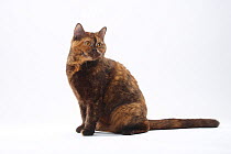 British Shorthair Cat, chocolate-tortie, sitting