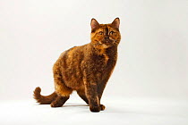 British Shorthair Cat, chocolate-tortie