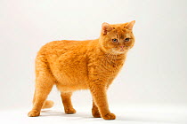 British Shorthair Cat, solid red