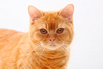British Shorthair Cat, solid red, portrait