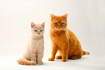 British Shorthair Cat, solid red and kitten, 11 weeks, cream