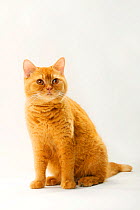 British Shorthair Cat, solid red, sitting
