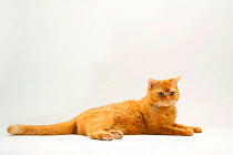 British Shorthair Cat, solid red, lying down