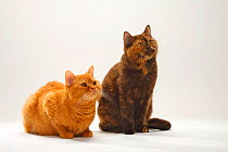 British Shorthair Cat, solid red and chocolate-tortie