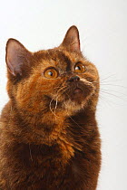 British Shorthair Cat, chocolate-tortie, portrait