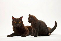 British Shorthair Cat with kitten, 11 weeks, black