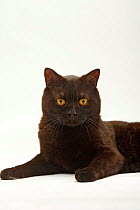 British Shorthair Cat, tomcat, black