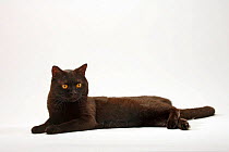 British Shorthair Cat, tomcat, black, lying down