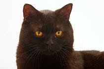 British Shorthair Cat, tomcat, black, portrait