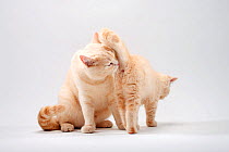 British Shorthair Cat sniffing its kitten's bottom, 11 weeks, cream