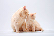 British Shorthair Cat with kitten, 11 weeks, cream