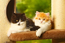 British Longhair Cat, two kittens, black-and-white and red-tabby-white / Highlander, Lowlander, Britanica