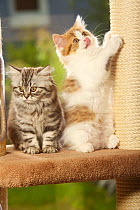 British Longhair Cat, two kittens on scratching post, black-silver-tabby and choco-tabby-white / Highlander, Lowlander, Britanica