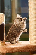 British Longhair Cat, kitten on scratching post, black-silver-tabby / Highlander, Lowlander, Britanica